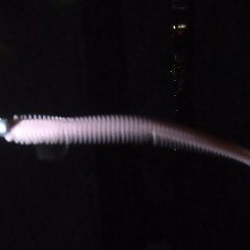 パワーイソメでシーバス